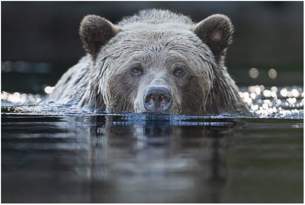 Photograph of bear stalking in a river